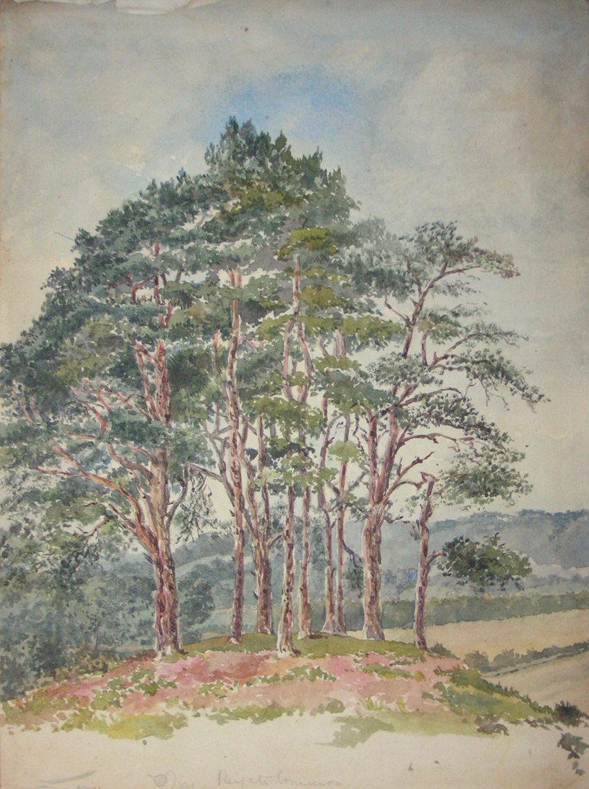 Watercolour - Firs, Reigate Common
